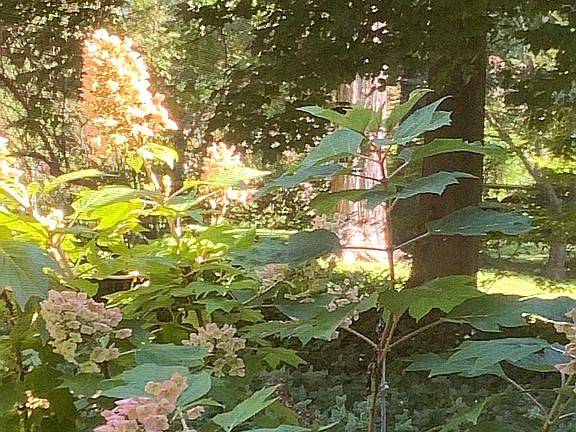 Serene Yard yet in boro!