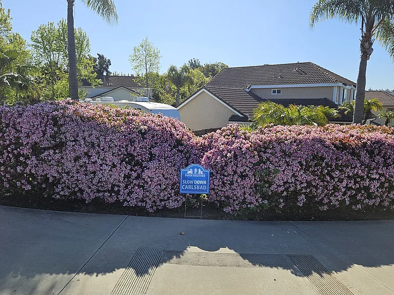 Mimosa Dr — Photo 22