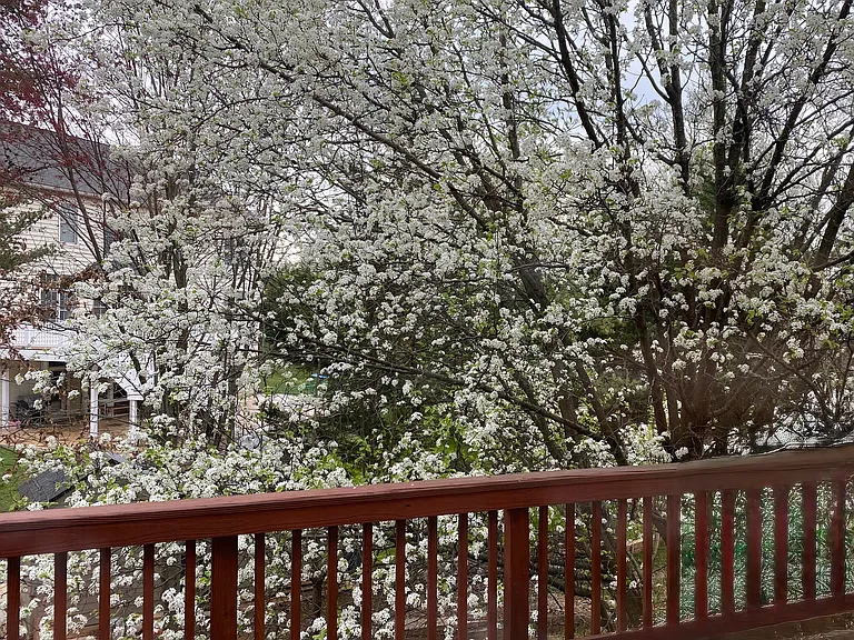 10301 Procera Dr — Photo 16