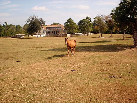 Large grass pastures for ponies