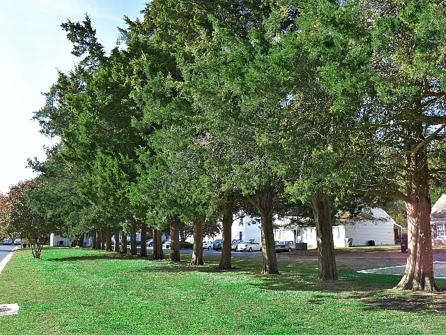 Court Yard