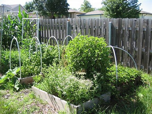 backyard garden