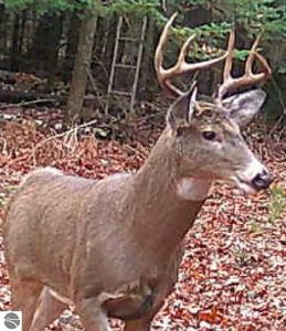 0 NE Old M66, Kalkaska, MI, 49646
