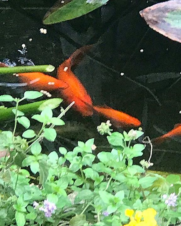2nd image of 70 Oak Creek Ct