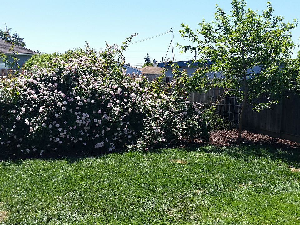 Backyard corner