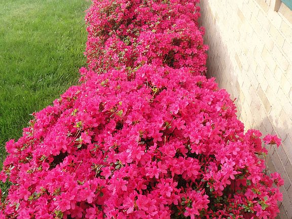 Azaleas in front