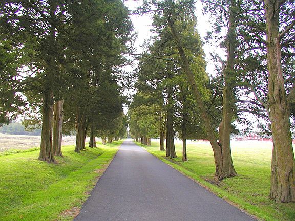 Tree lined Entry