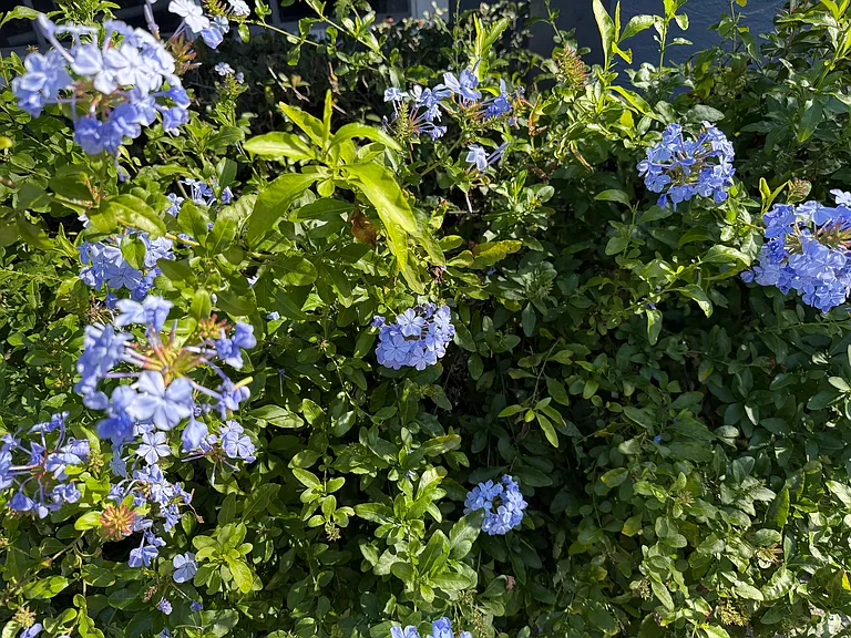Plumbagoes surround the house and barn. They bloom most of the year.