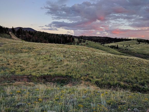 Grass/Wildflowers After Fire