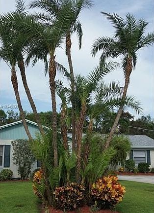 Beautiful example of 9+ Phoenix Reclinata Palms and Mature Colorful Crotons beneath. What a gorgeous planting grouping!