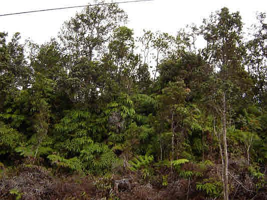 2nd image of Nalehua Rd Lot 8634