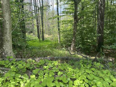 60 Slopeside Rd, Davis, WV, 26260