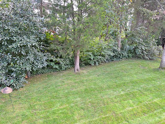 Mature Trees