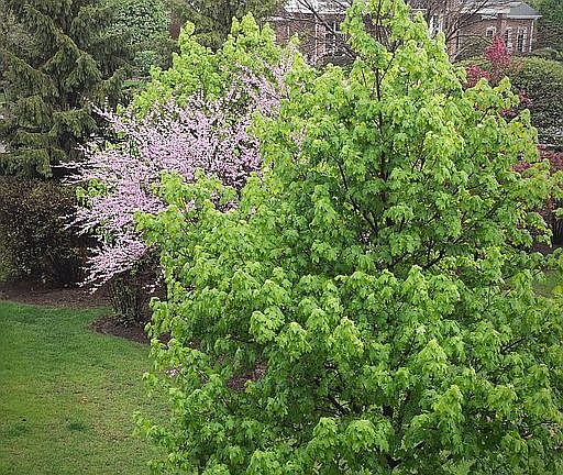 May Balcony View