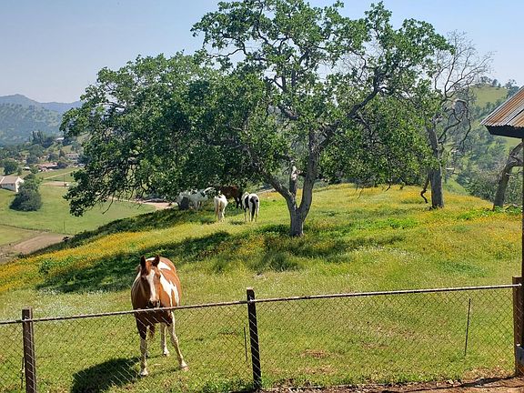 Horses roam freely on this property