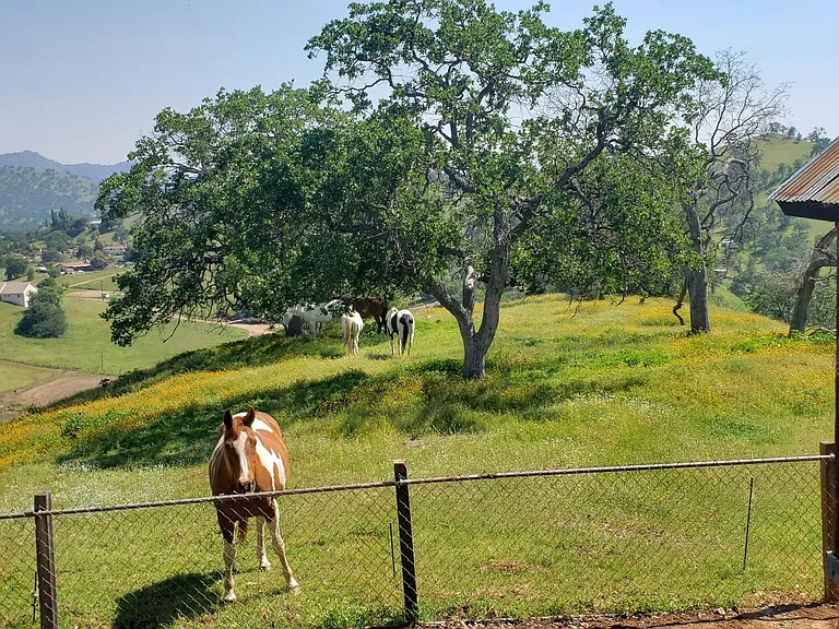 Horses roam freely on this property