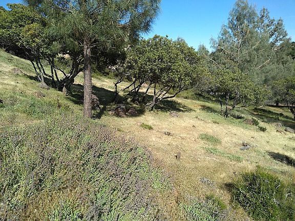 10161 El Capitan Way - big lot