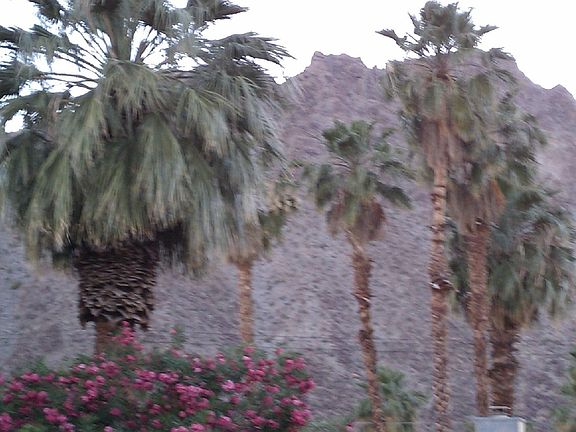 View from the Pool