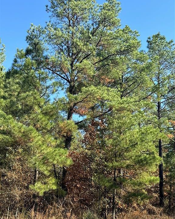 2nd image of 205 Bear Cedar Trail