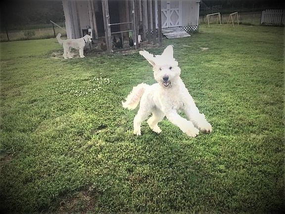 Fenced room for pets