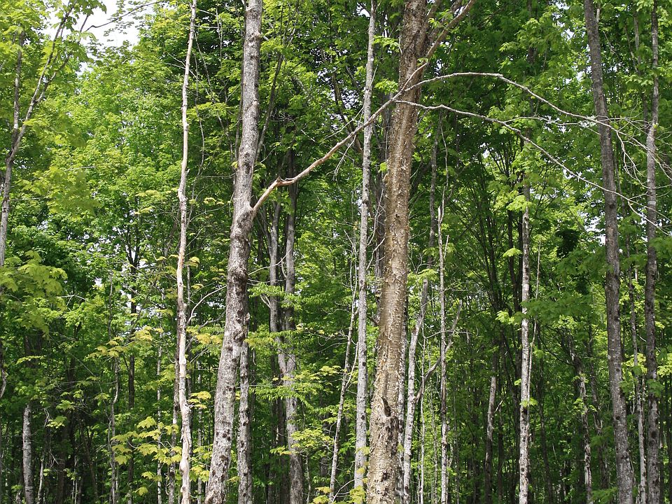 1st image of Tbd Skyline 40 Acre W