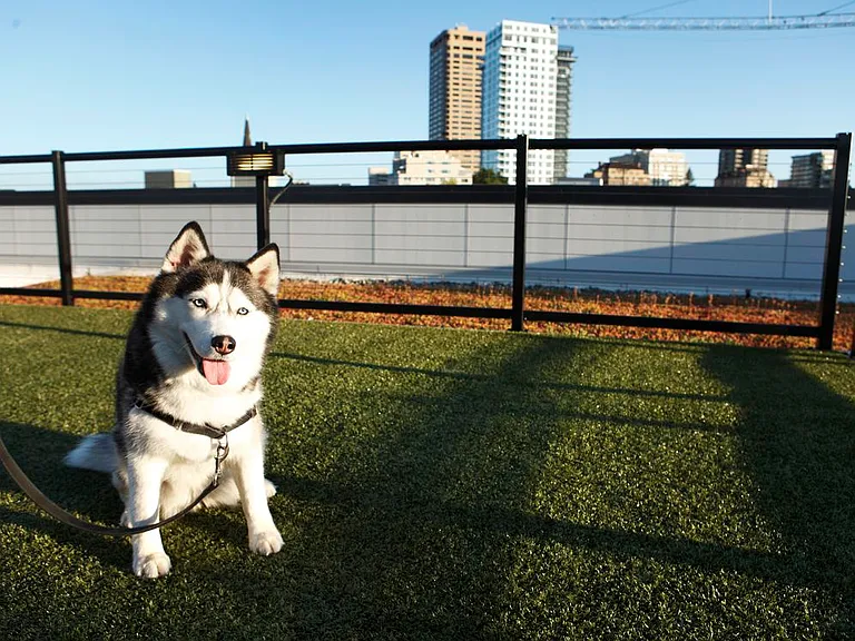 Rooftop Terrace with WAG Pet Park