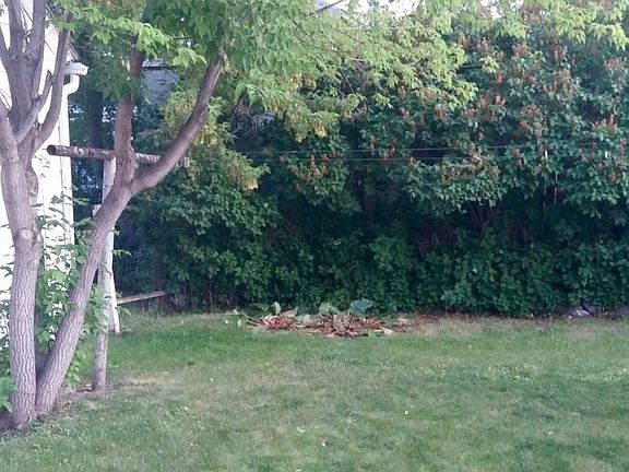 Back yard