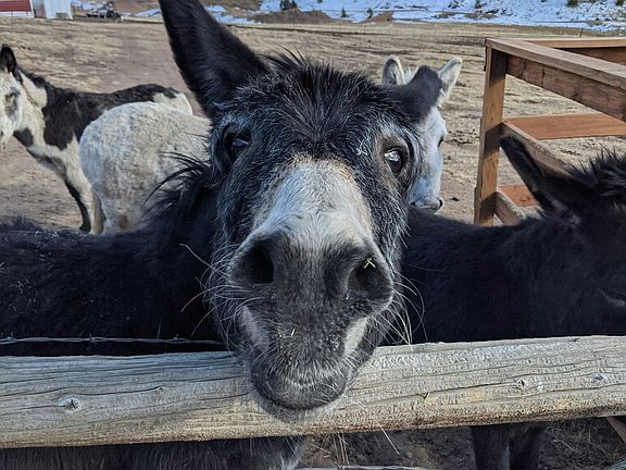 Hershey, a Cripple Creek Donkey