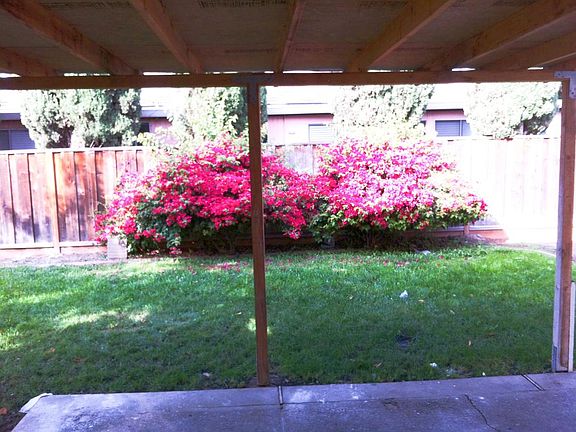 Back Yard 2