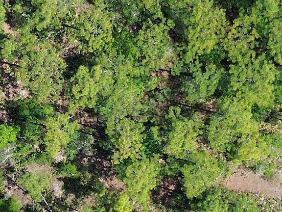 5th image of S Apopka Vineland Rd Lot 475