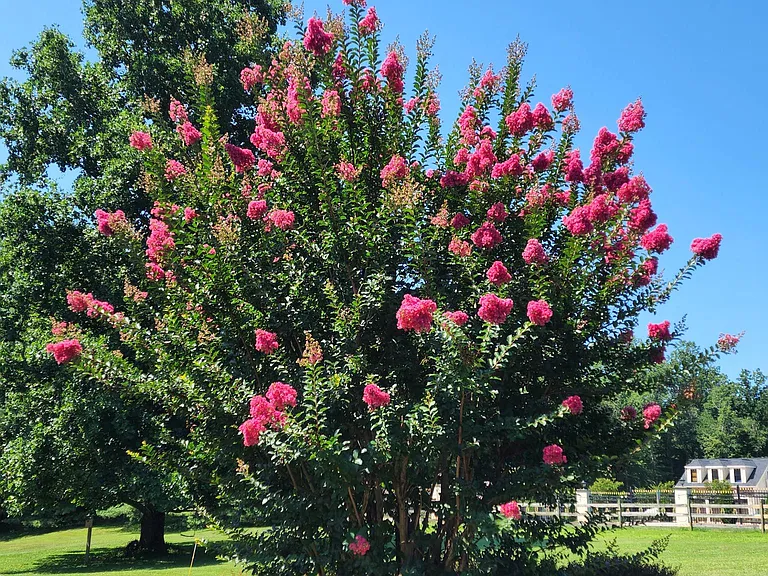 Pretty flowers surround the yard