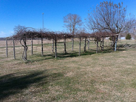 Grape Arbor