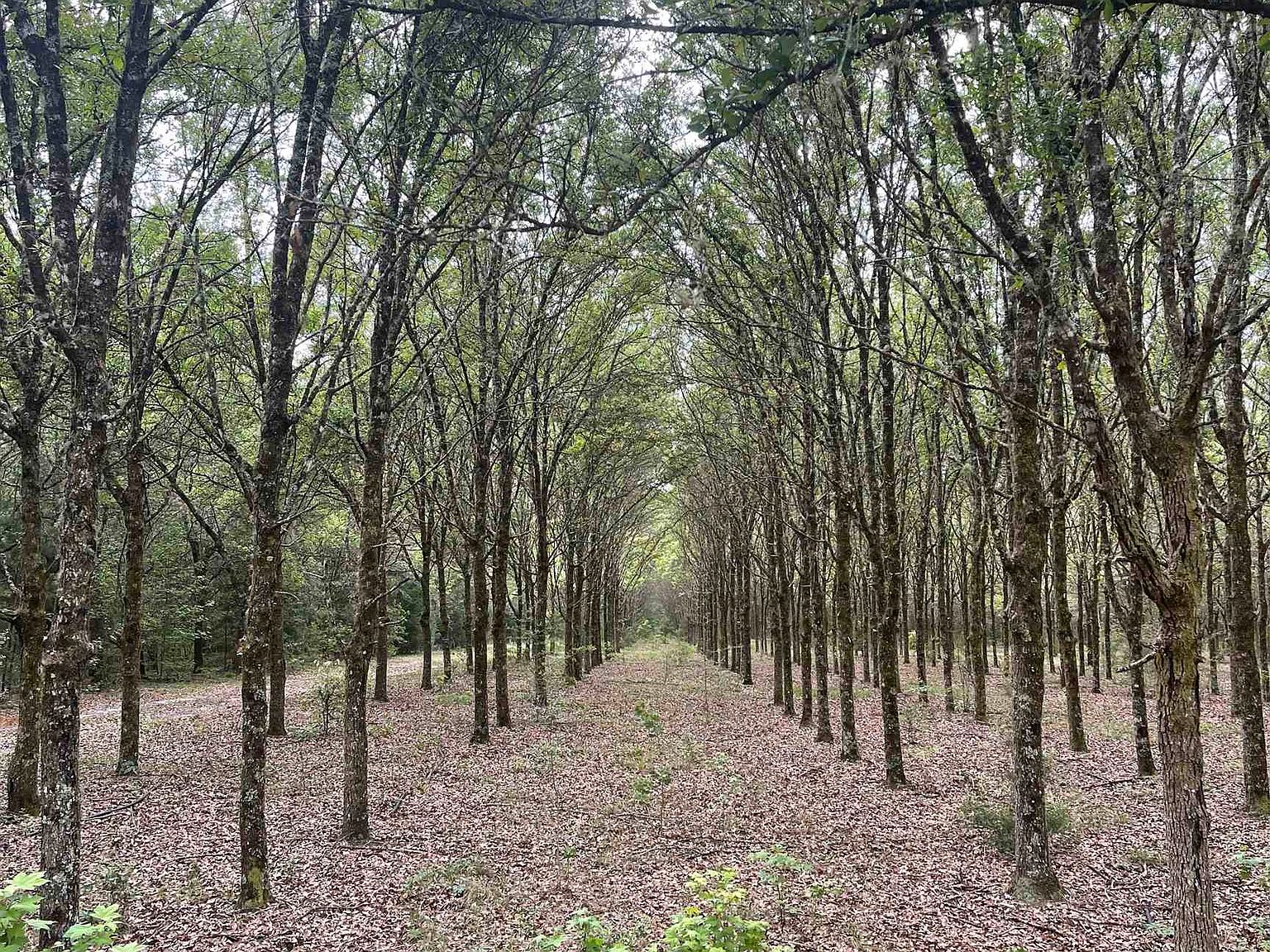 290 Persimmon Rd, Sopchoppy, FL 32358 MLS 357203 Zillow