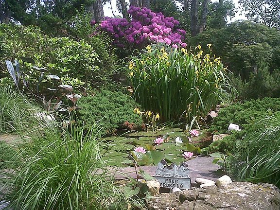 water garden from the deck