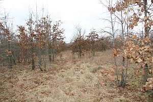 5th image of 43.09 Ac Driftwood Ln