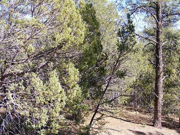 2nd image of 18 Cienega Canyon Rd NE