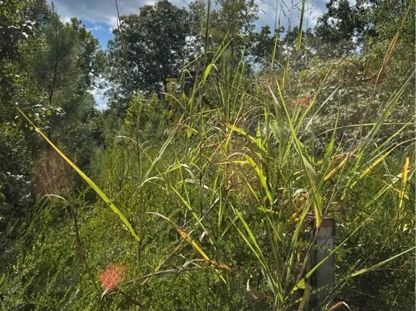 45-11 Turkey Egg Rd Lot 11, Dinwiddie, VA 23841