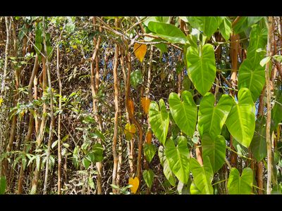 40th Ave, Kurtistown, HI, 96760