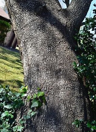 Large tree in front yard