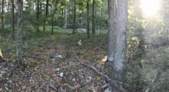 3rd image of 169 Evergreen Ln