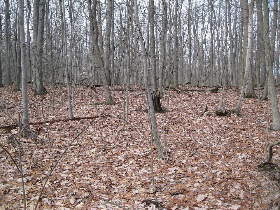 2nd image of 183 Barons Hill Rd