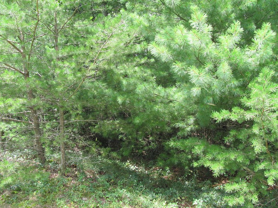 2nd image of 55 Roundstone Ter