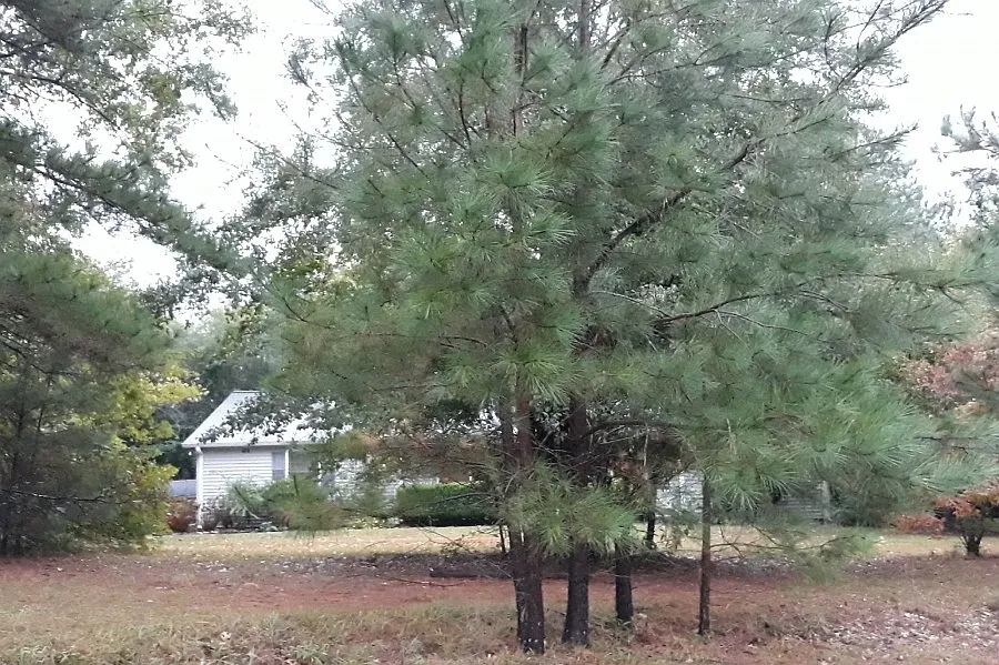 15 Spring Ln photo 1