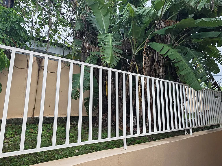 Banana tree on site. Never buy bananas again!