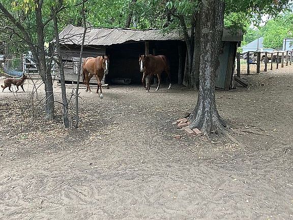 Old horse barn 