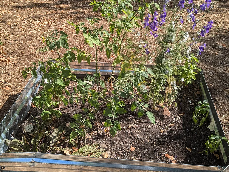 Community-managed herb/flower garden