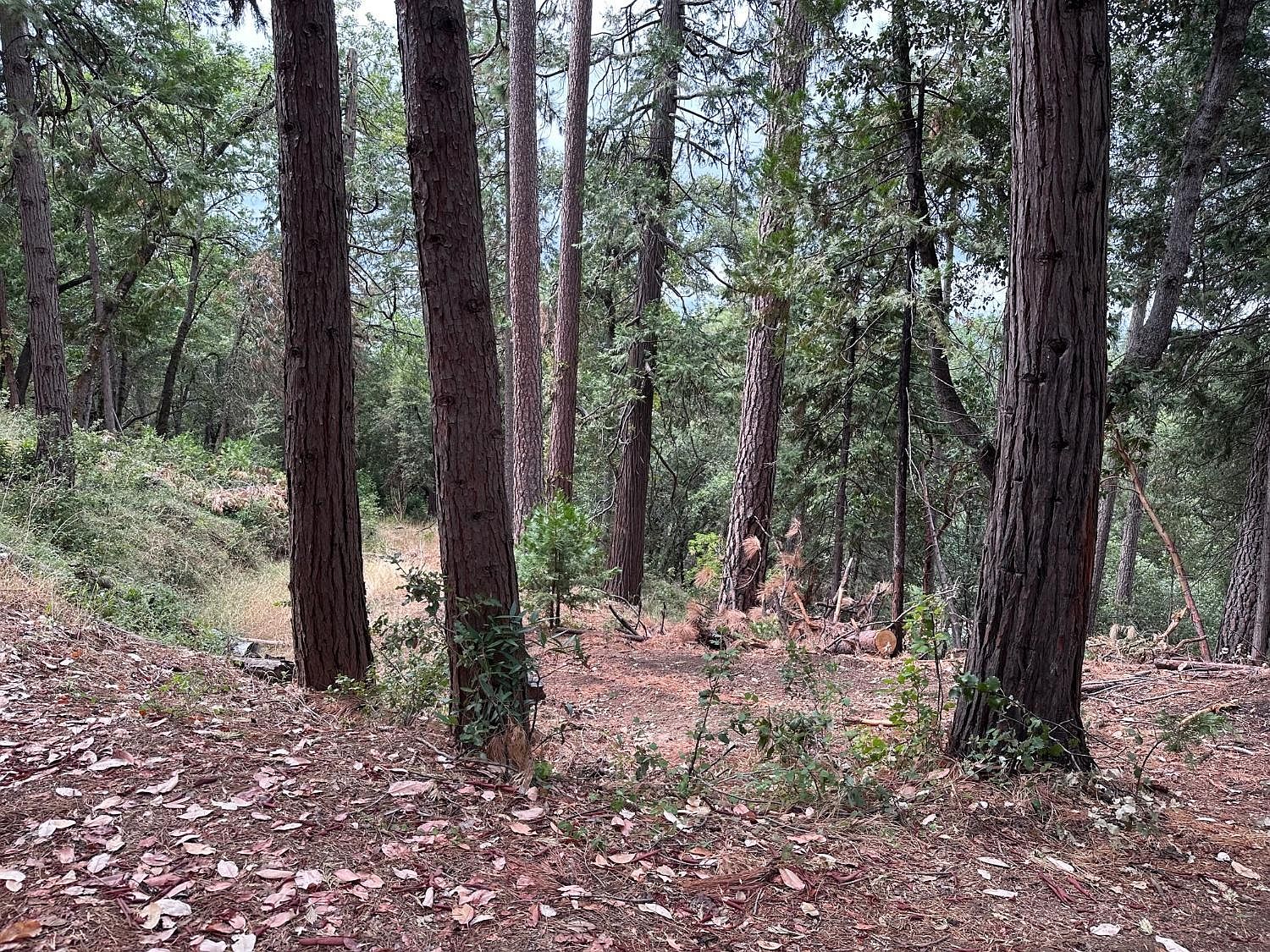 1002 Roden Ln, Pioneer, CA 95666 Zillow