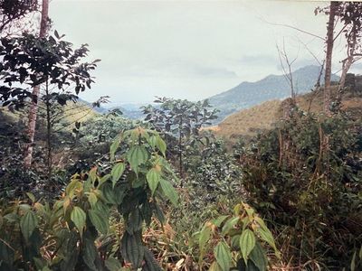 Carr #503, Ponce, PR, 00731