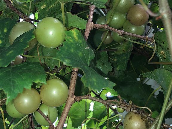 Grapes