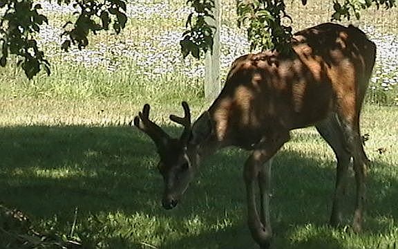 Visiting Deer in our Front Yard